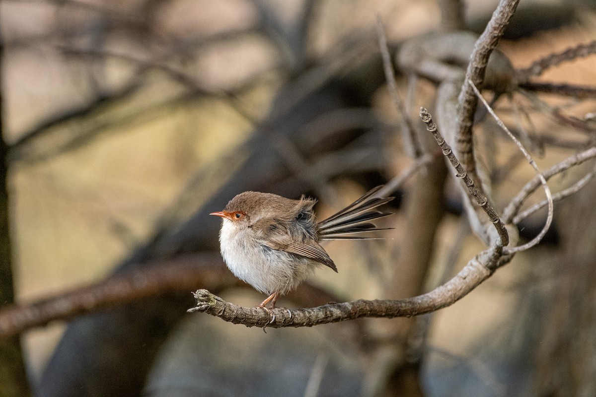 blåalvesmett - ML645911999