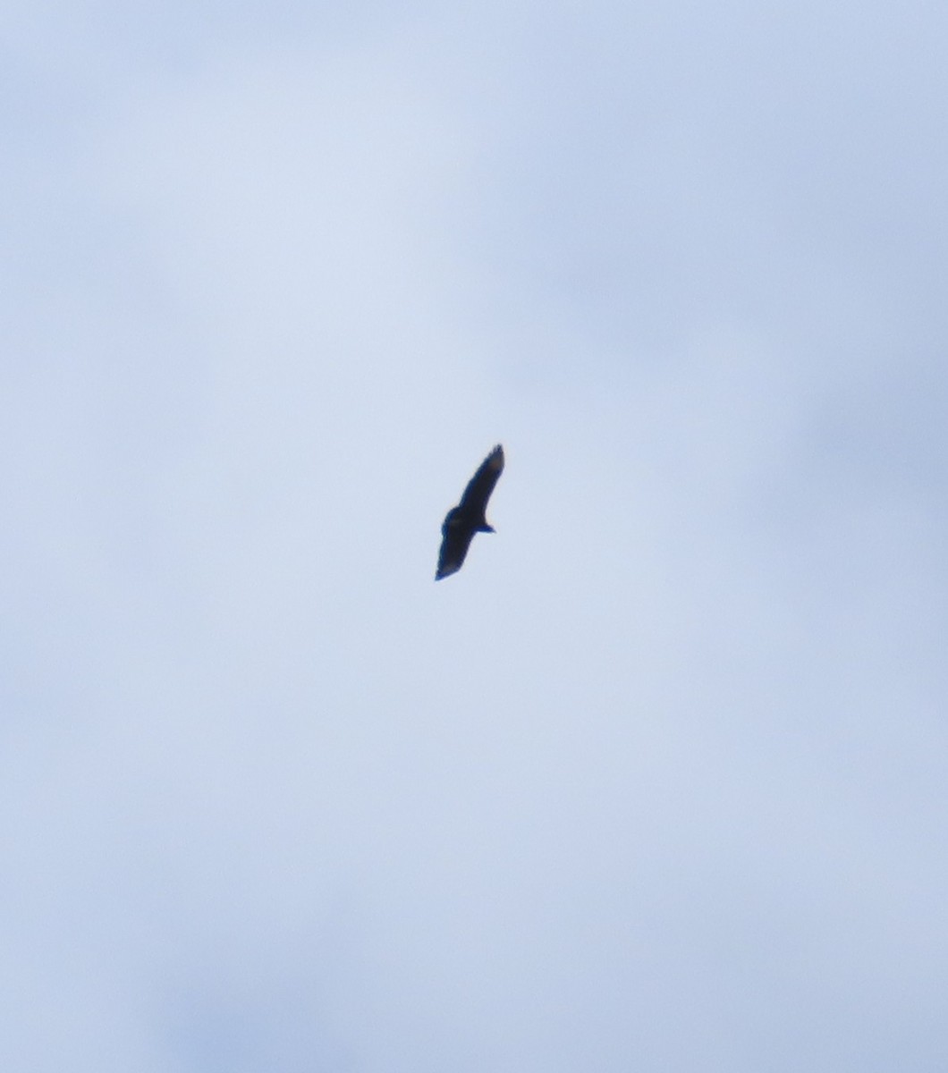 Black Vulture - ML645912000