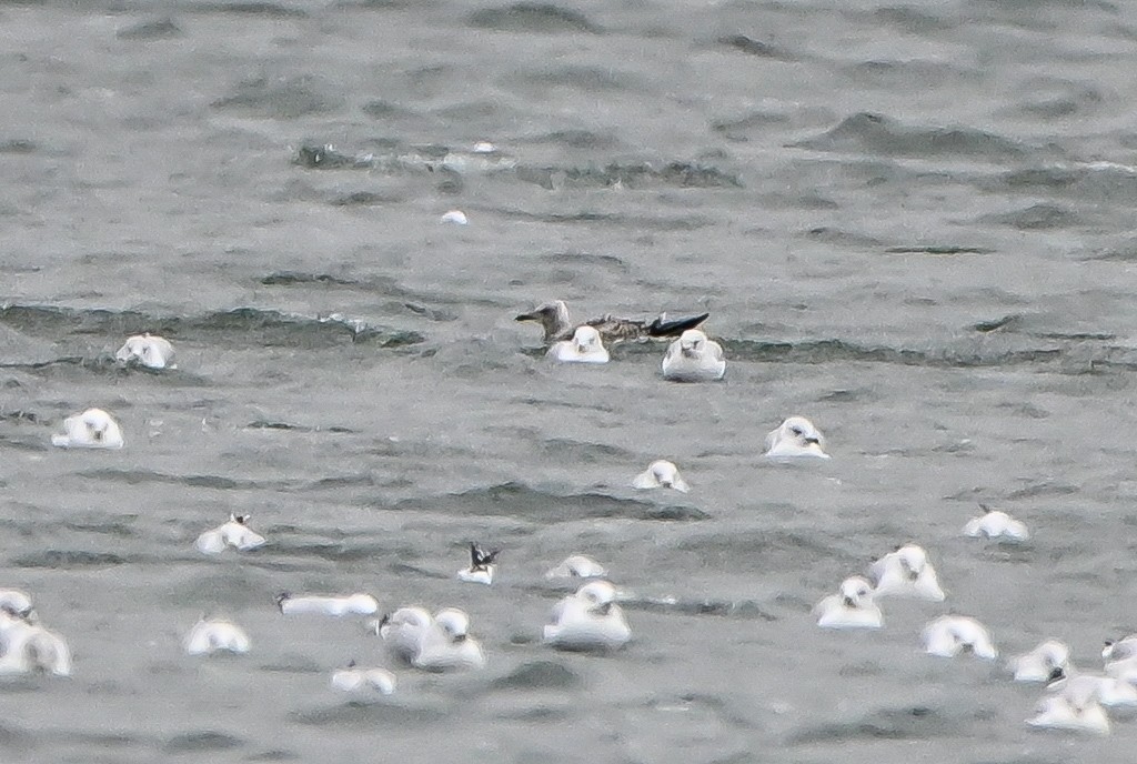 小黑背鷗 - ML645912004