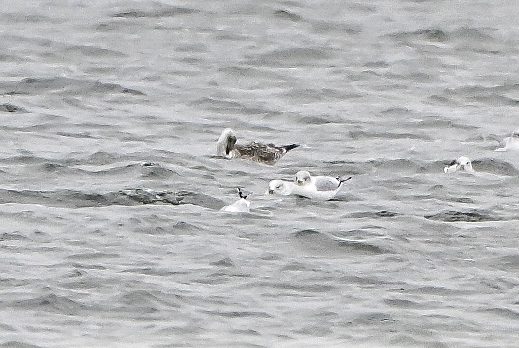 小黑背鷗 - ML645912005