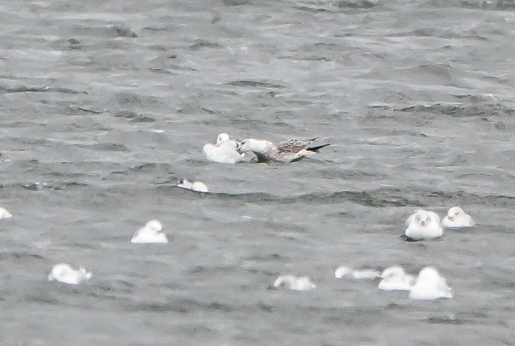 小黑背鷗 - ML645912006