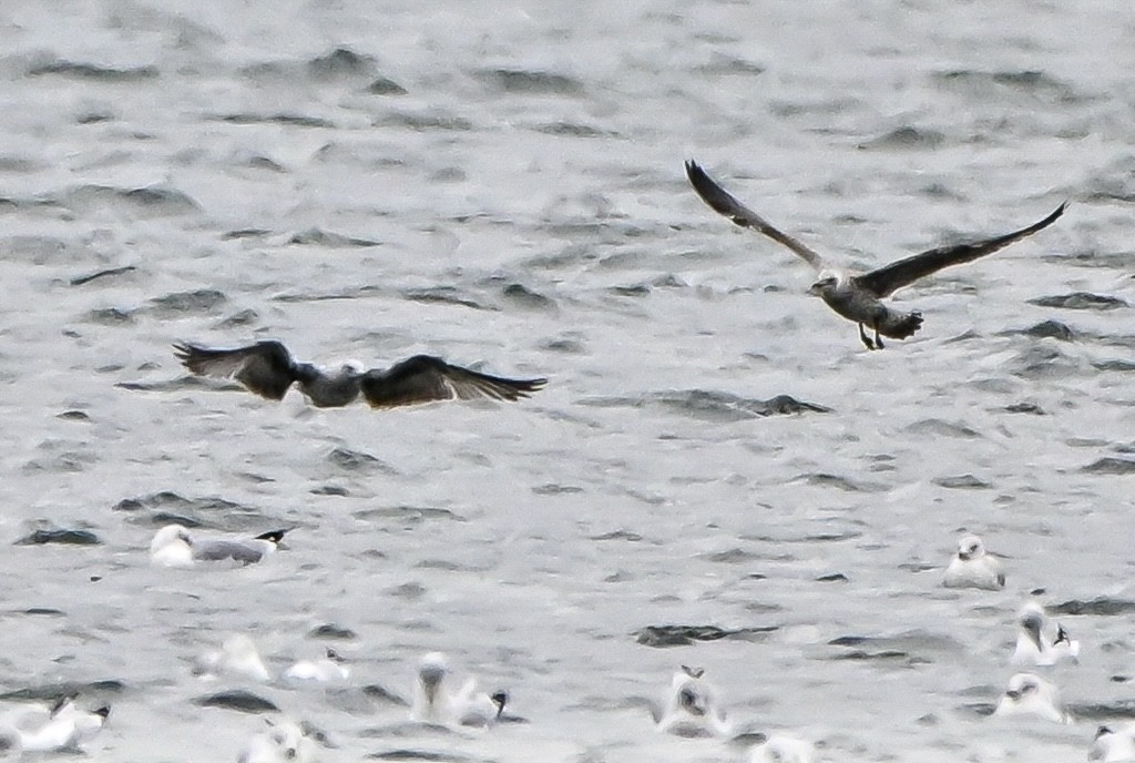 小黑背鷗 - ML645912007