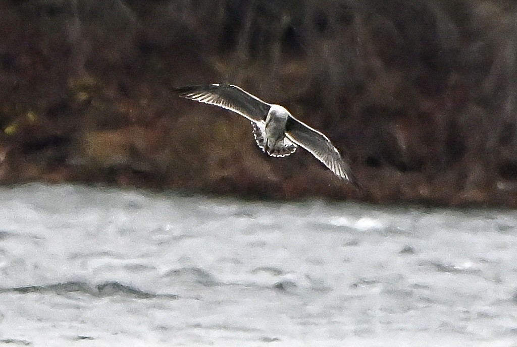 小黑背鷗 - ML645912008