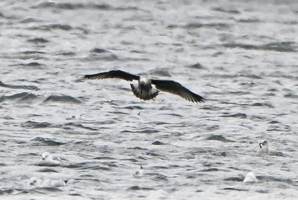 小黑背鷗 - ML645912009