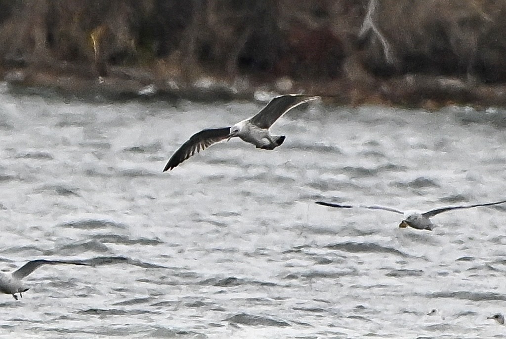 小黑背鷗 - ML645912010