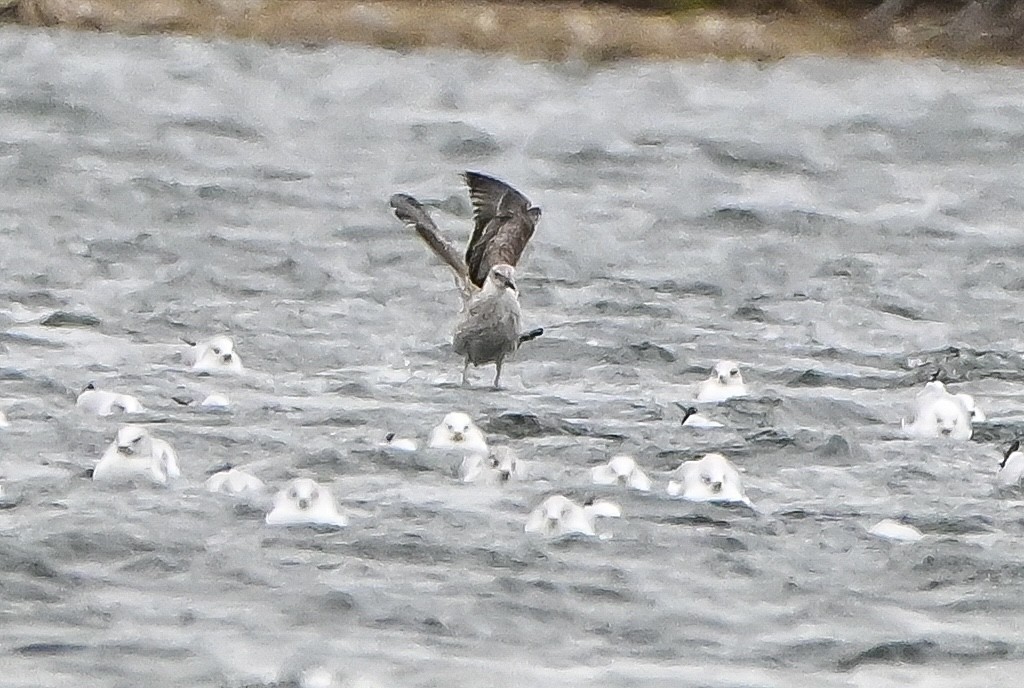 小黑背鷗 - ML645912011