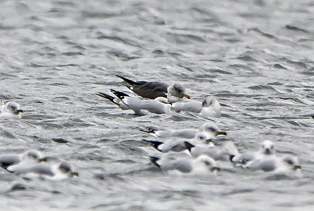 小黑背鷗 - ML645912012