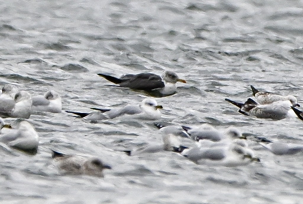 小黑背鷗 - ML645912013