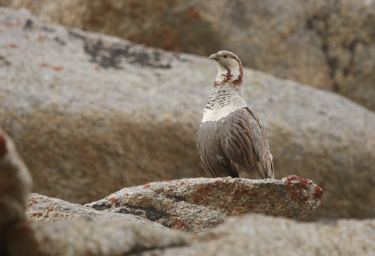 Himalayan Snowcock - ML645912020