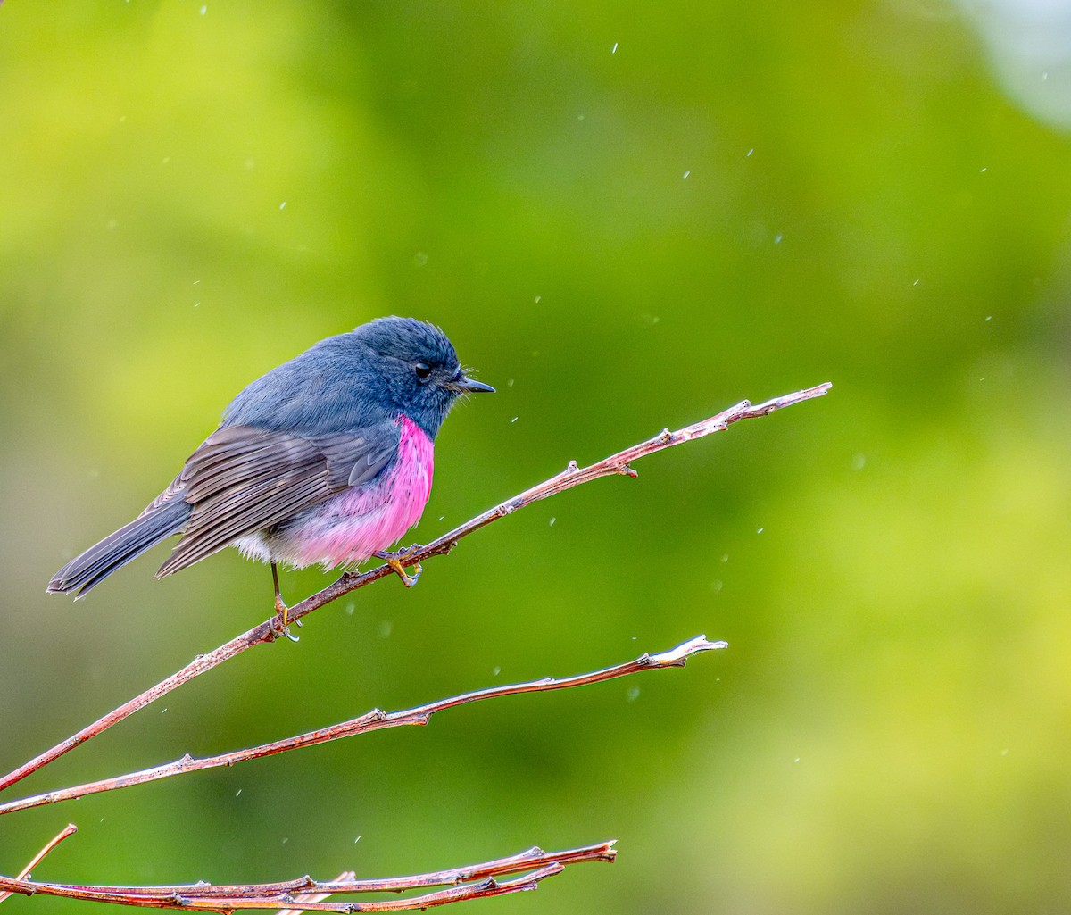 ravineflueskvett - ML645912021