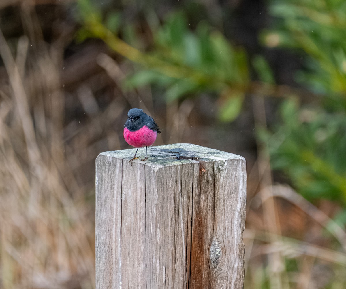 ravineflueskvett - ML645912022