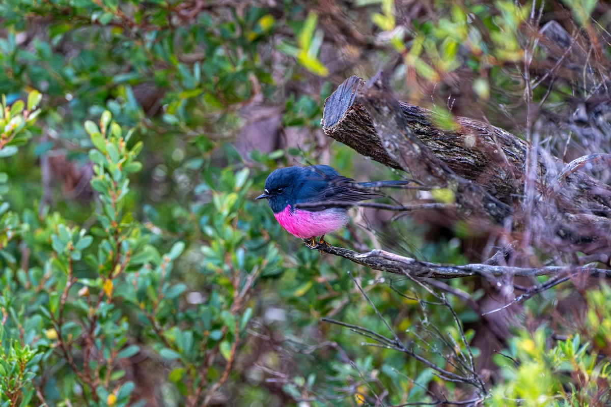 ravineflueskvett - ML645912023