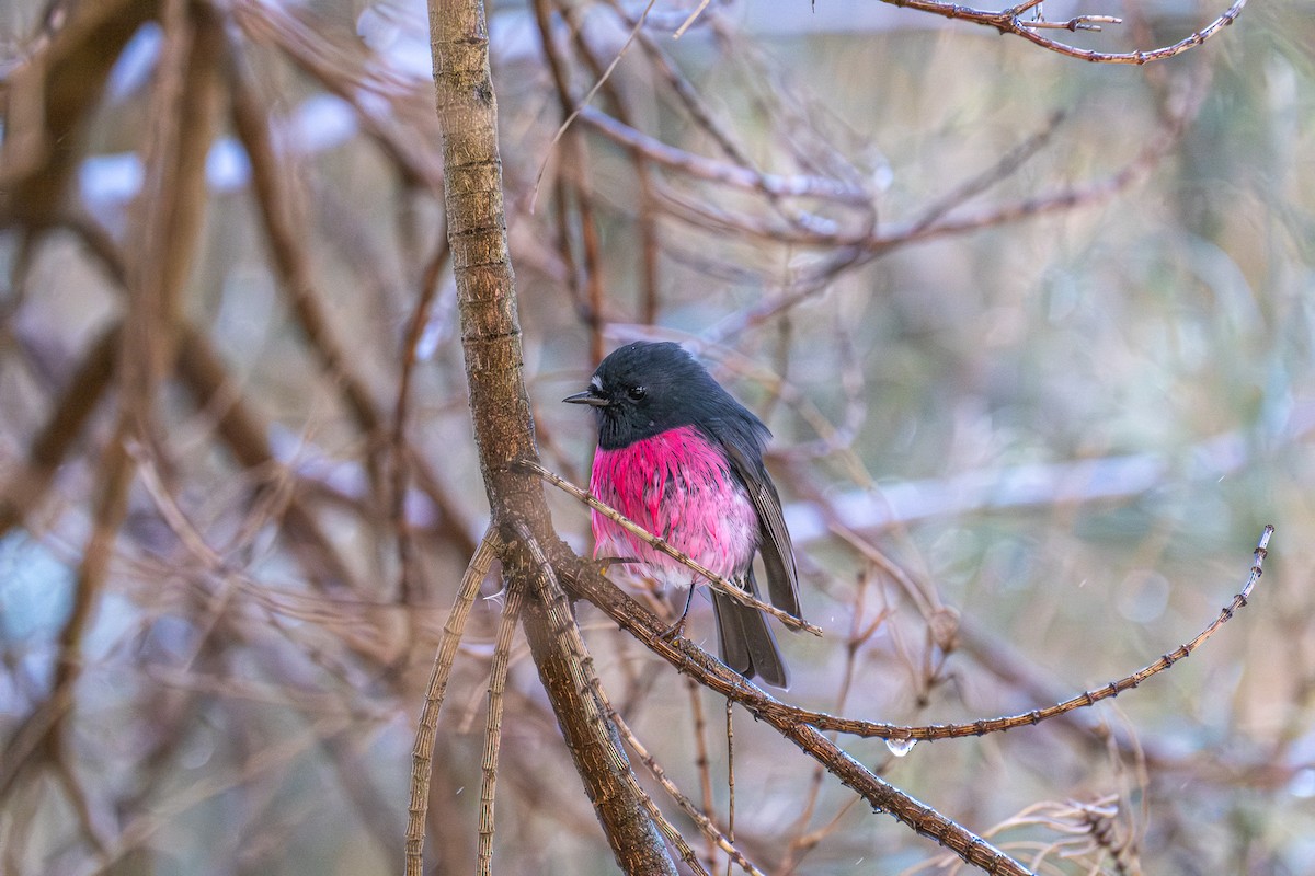 ravineflueskvett - ML645912024