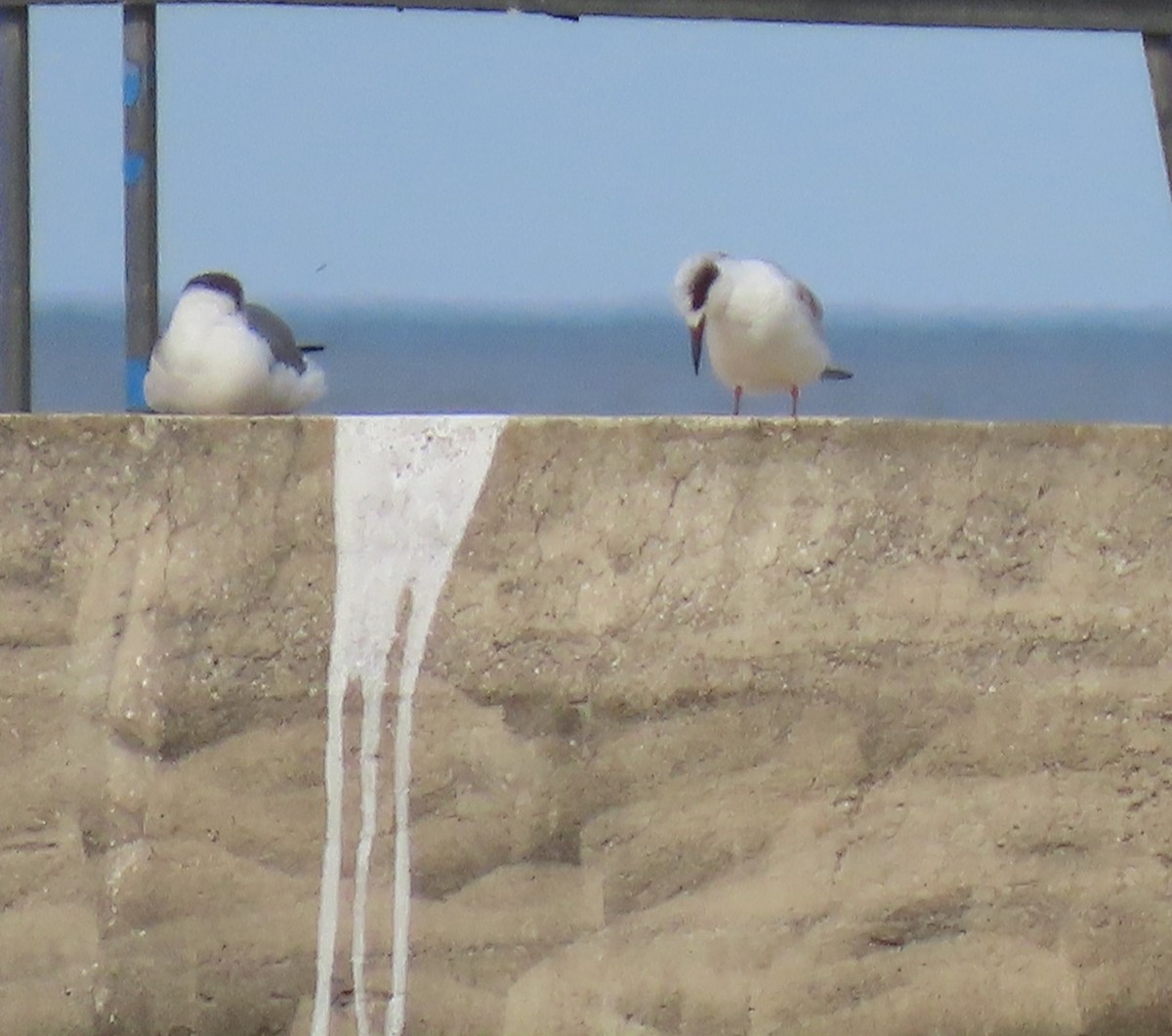 メリケンアジサシ - ML645912049