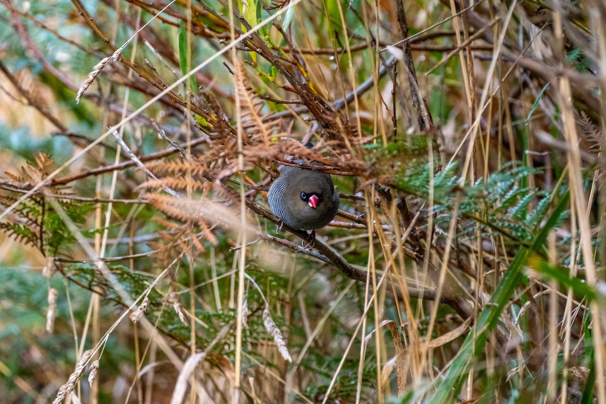 Beautiful Firetail - ML645912052