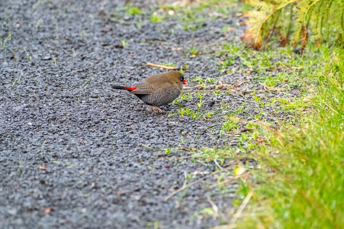 Beautiful Firetail - ML645912053