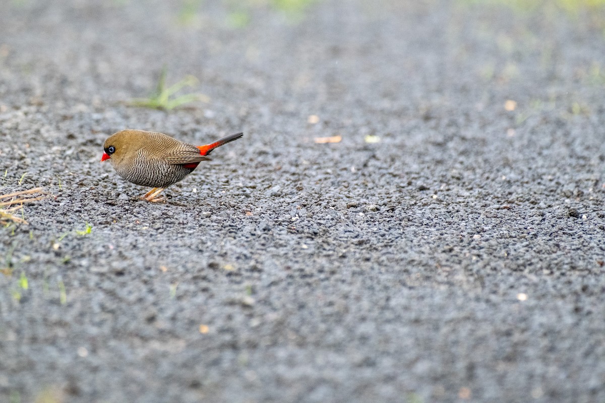 Beautiful Firetail - ML645912054