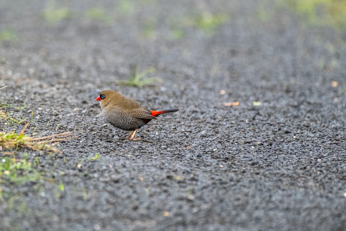 Beautiful Firetail - ML645912055