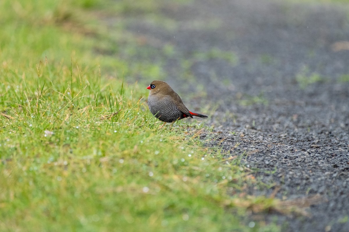 Beautiful Firetail - ML645912056