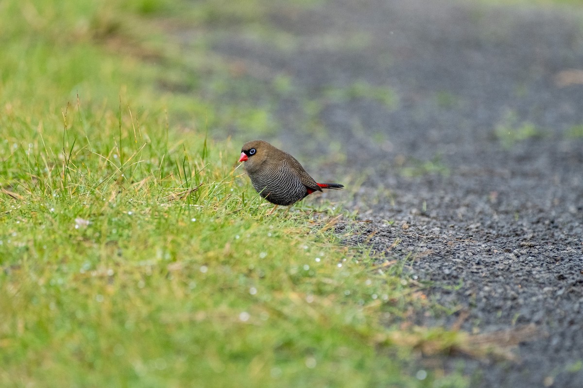 Beautiful Firetail - ML645912057