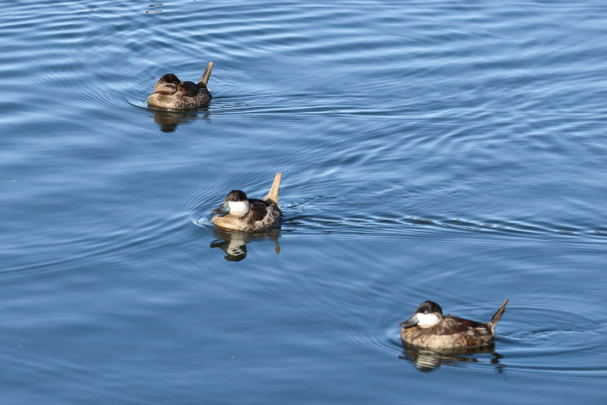 Schwarzkopf-Ruderente - ML645912062