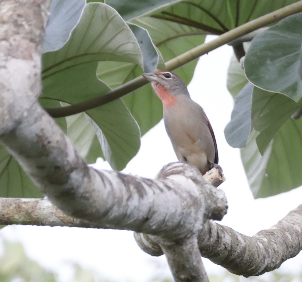 Rose-throated Tanager - ML645912063