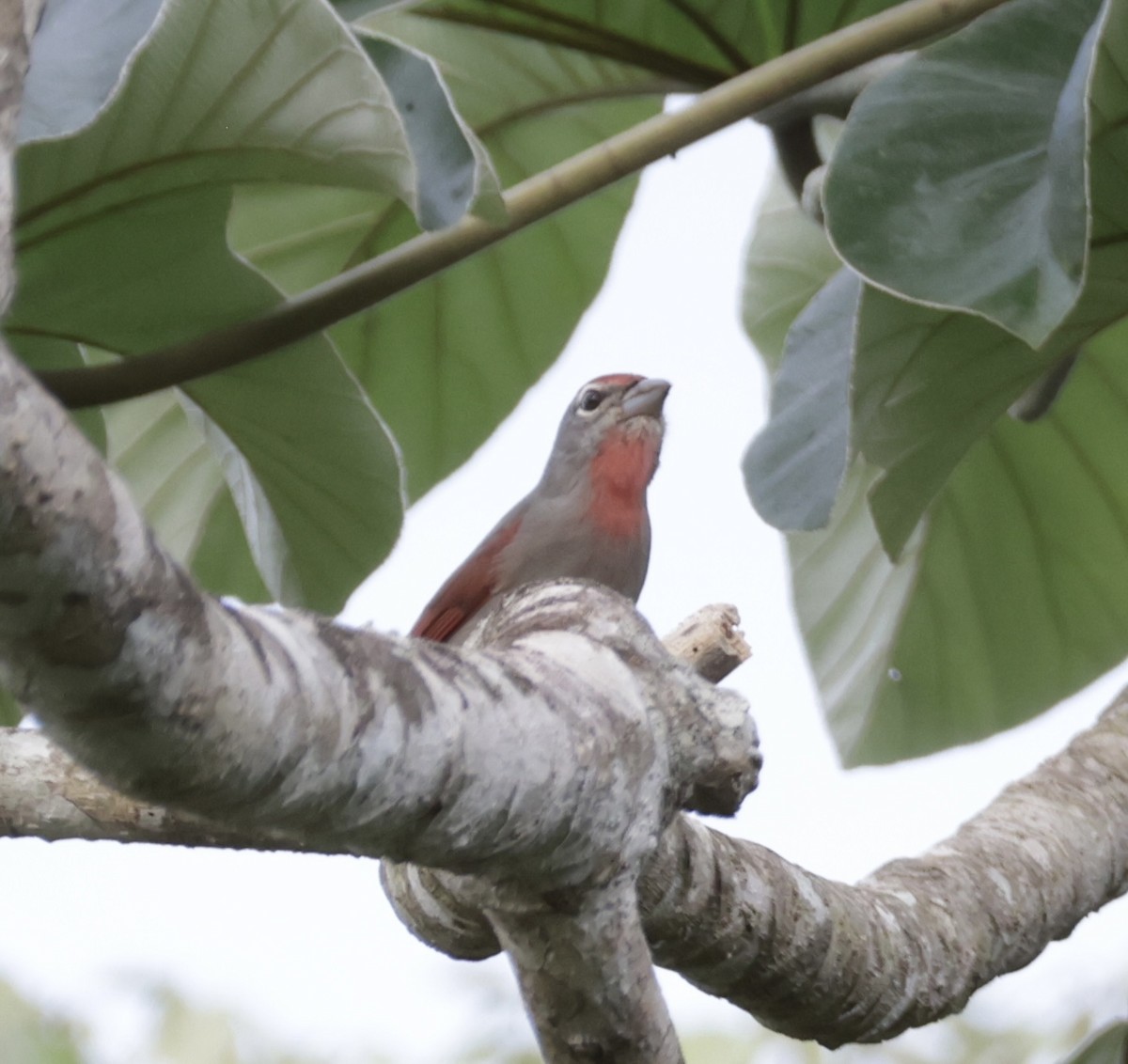 Rose-throated Tanager - ML645912064