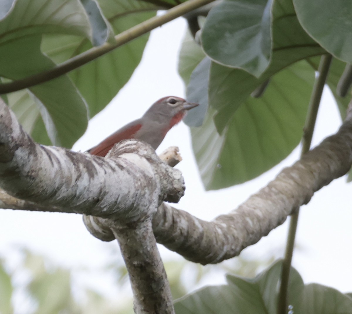 Rose-throated Tanager - ML645912065