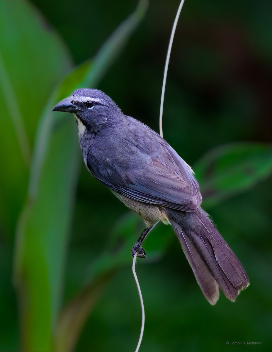 Cinnamon-bellied Saltator - ML645912073