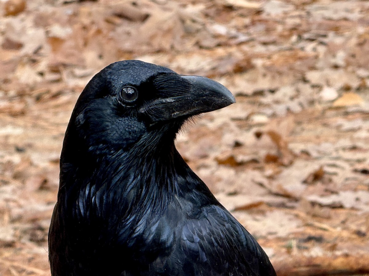 עורב שחור - ML645912074