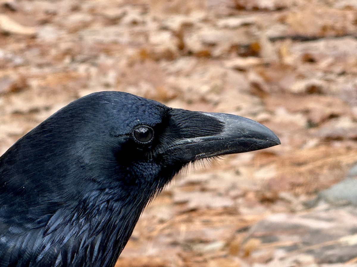 עורב שחור - ML645912075