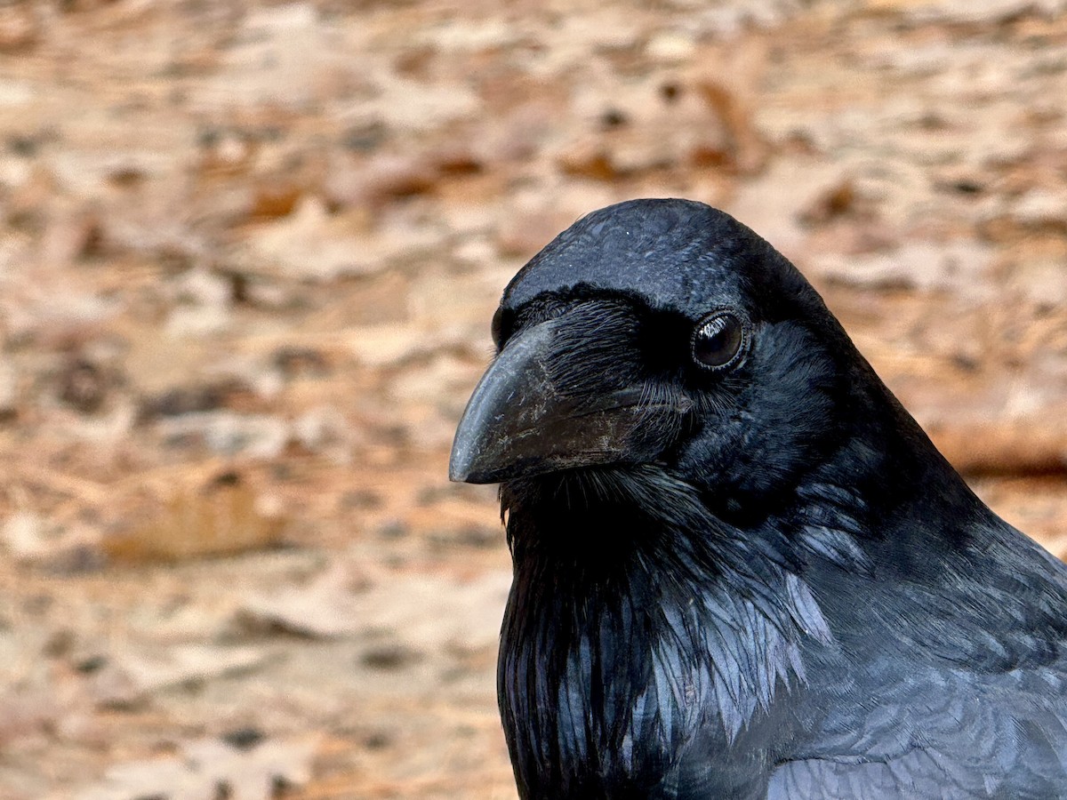 עורב שחור - ML645912076