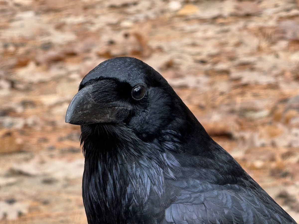עורב שחור - ML645912077