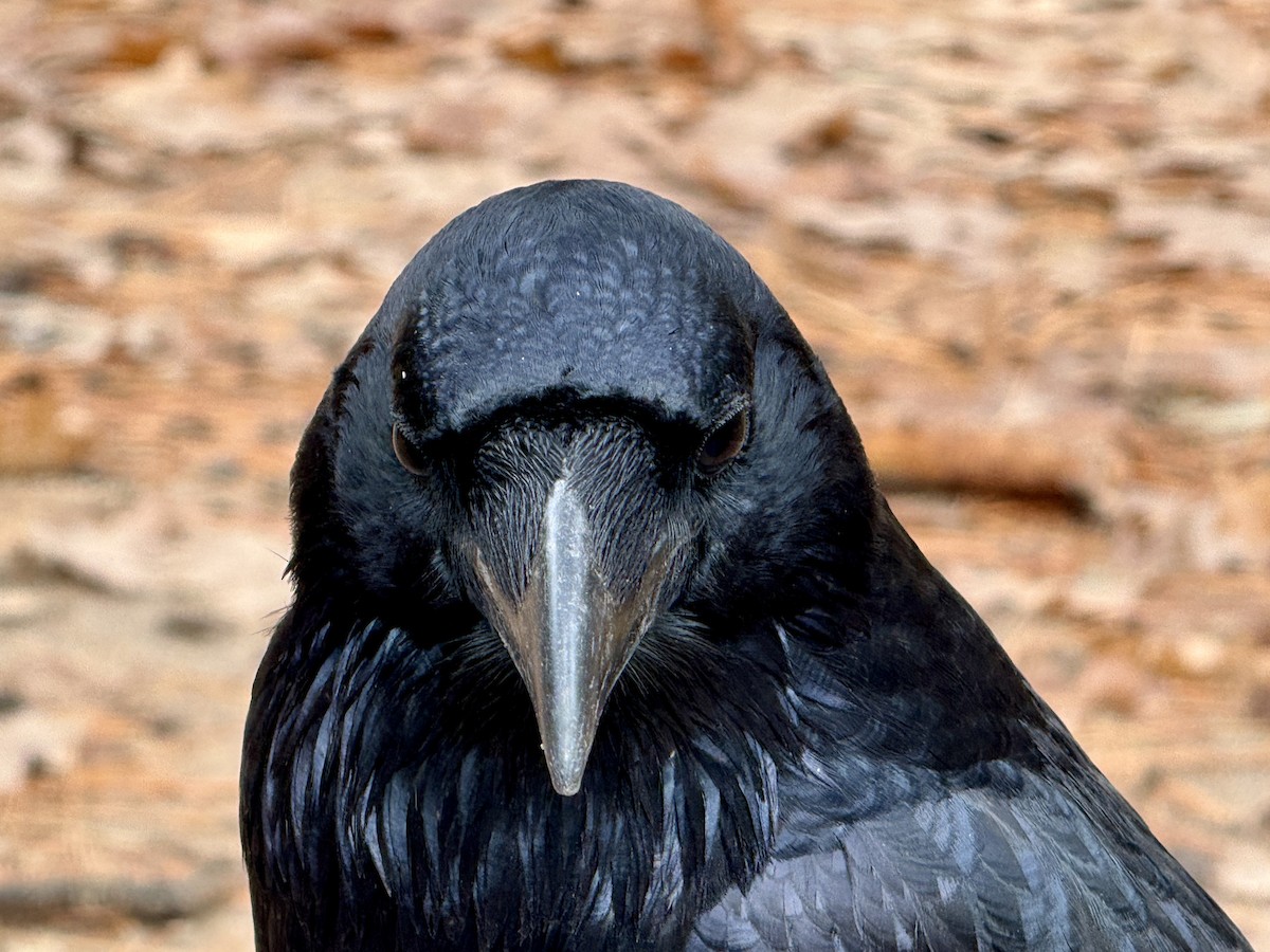 עורב שחור - ML645912078