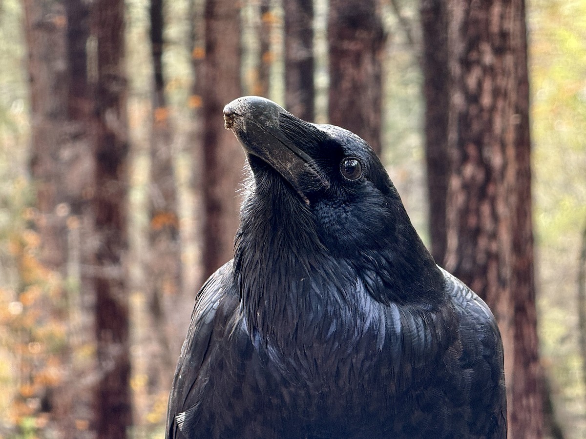 עורב שחור - ML645912079
