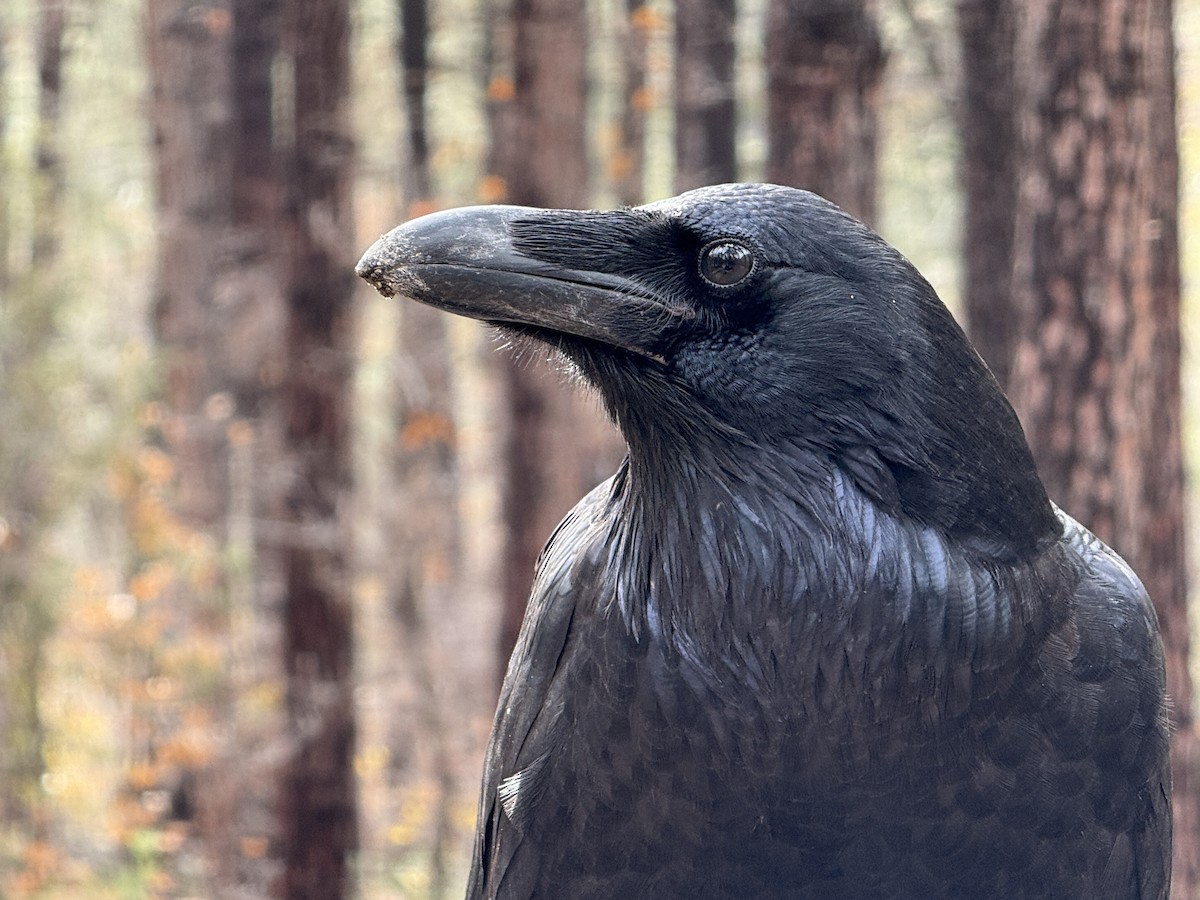 עורב שחור - ML645912080