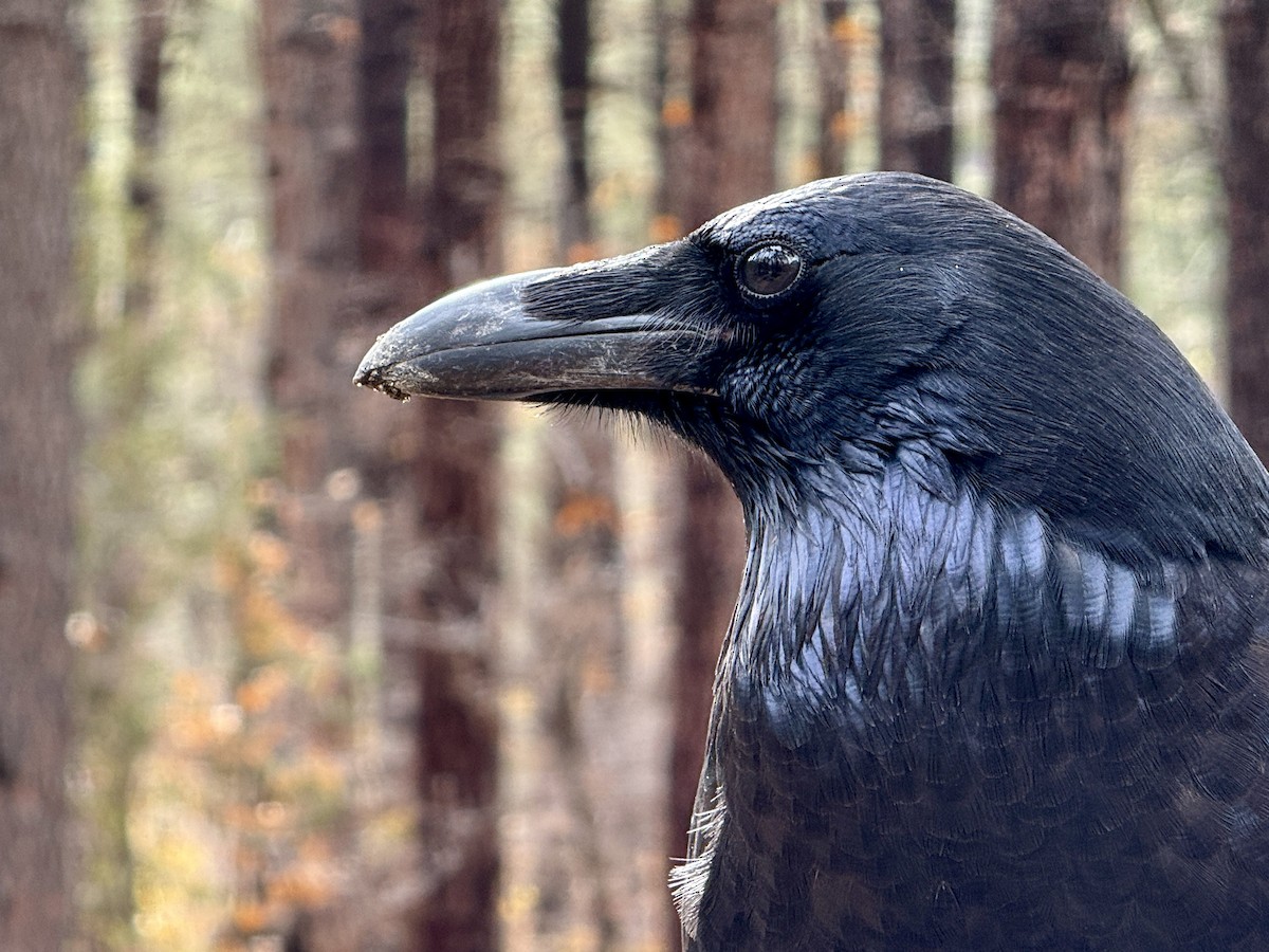 עורב שחור - ML645912081