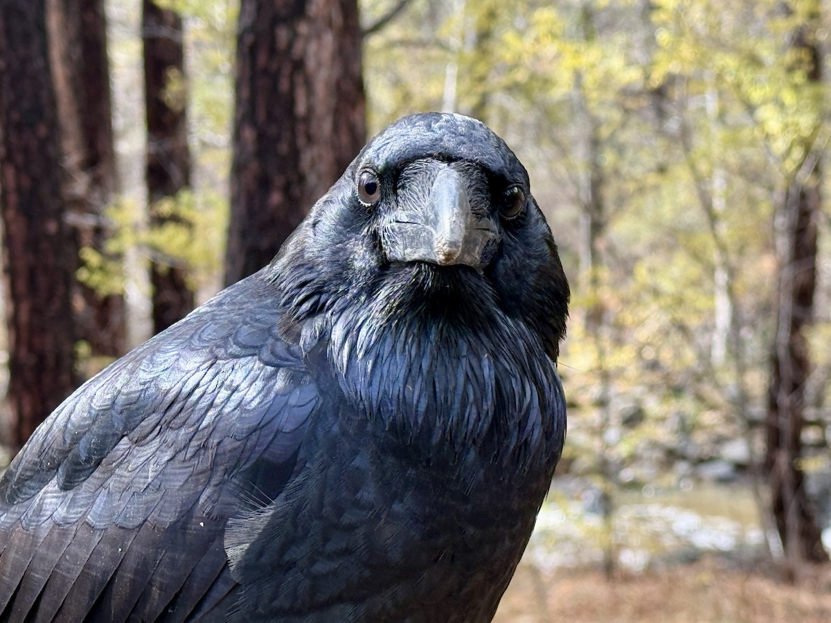 עורב שחור - ML645912082