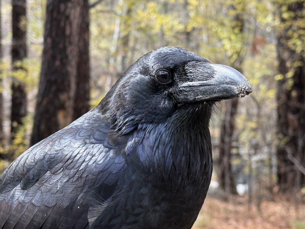 עורב שחור - ML645912083