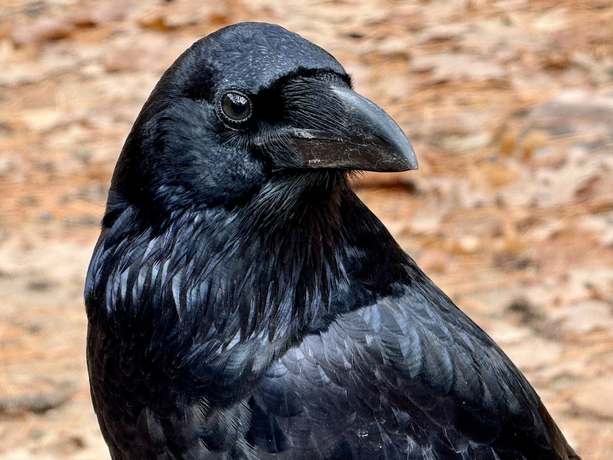 עורב שחור - ML645912084