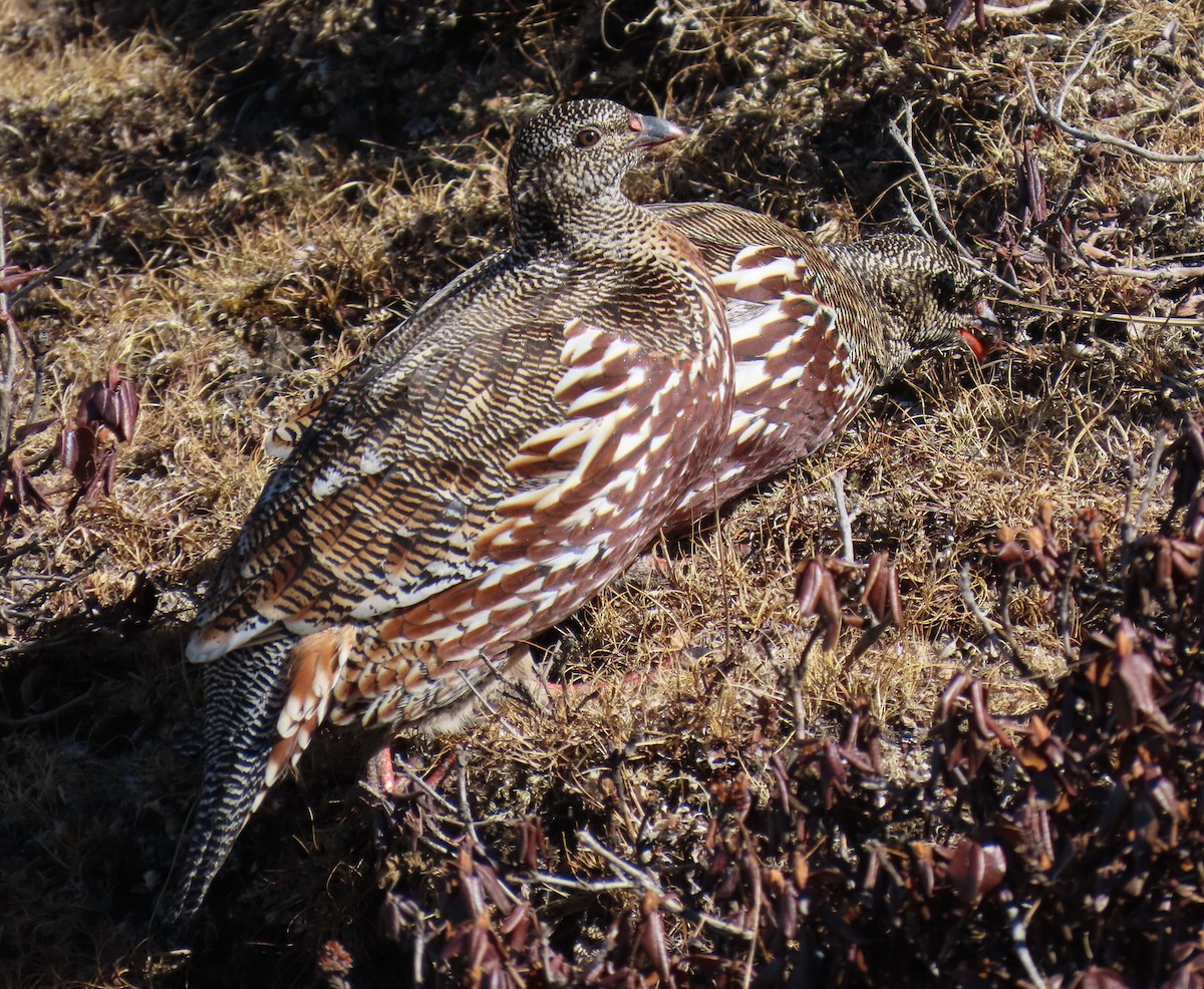 Snow Partridge - ML645912086