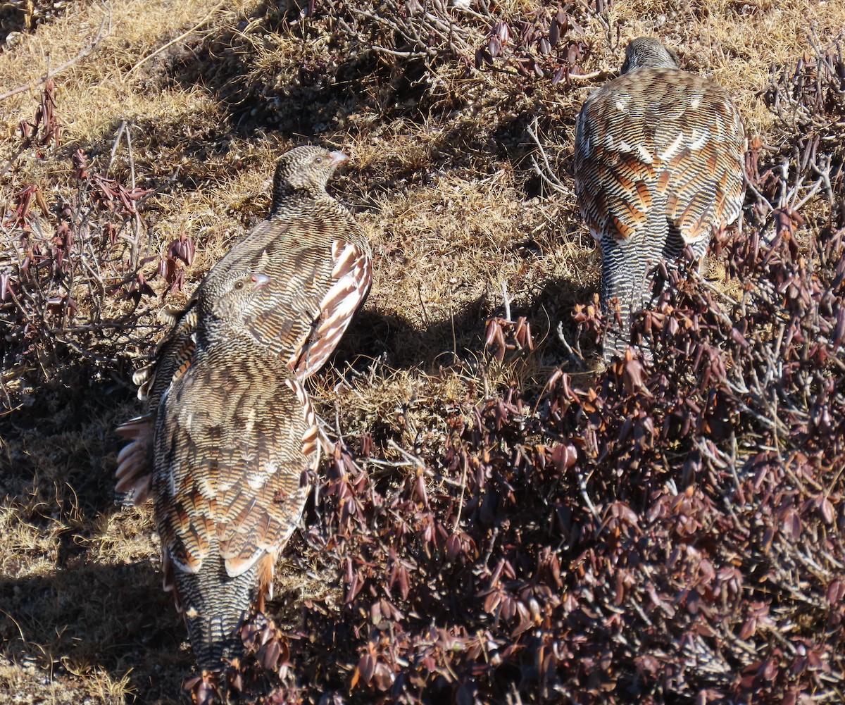 Snow Partridge - ML645912087