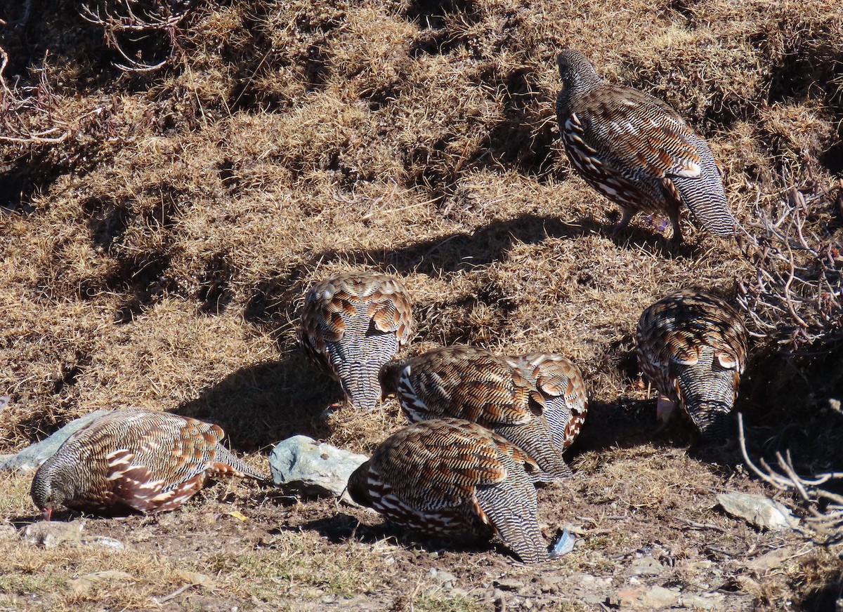 Snow Partridge - ML645912090