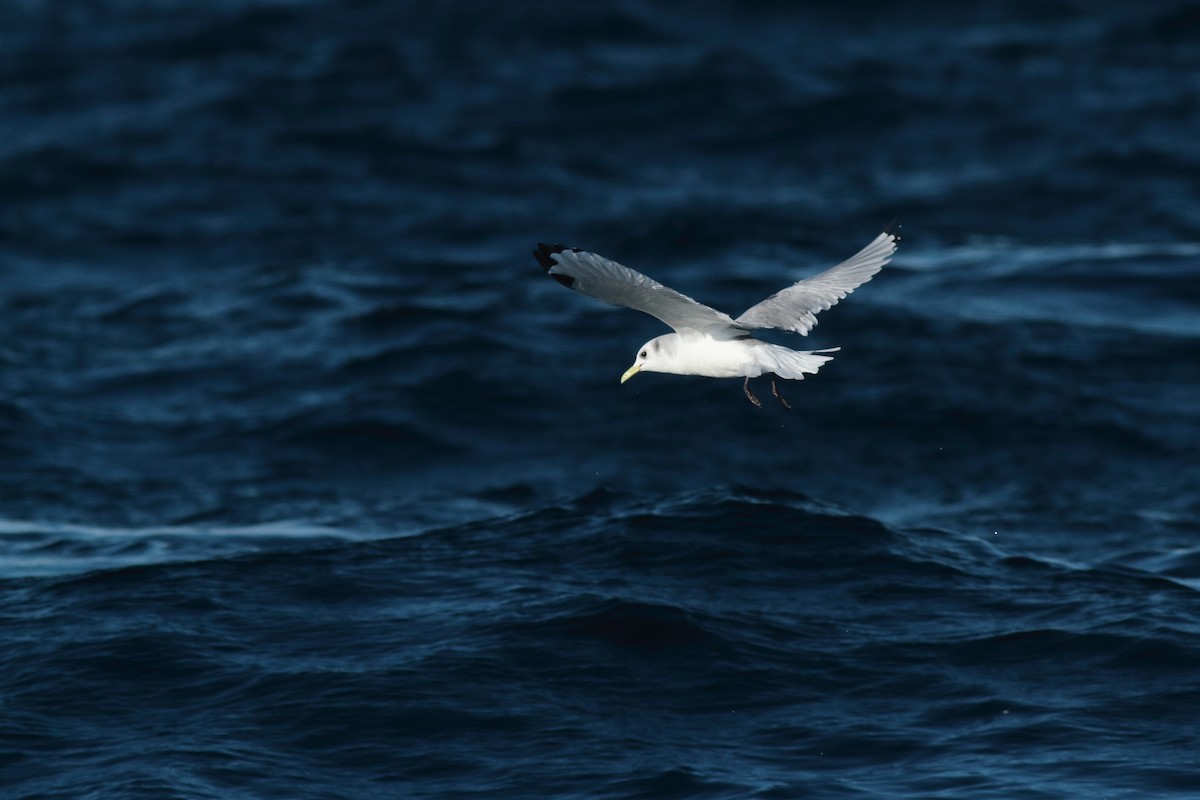 krykkje - ML645912101