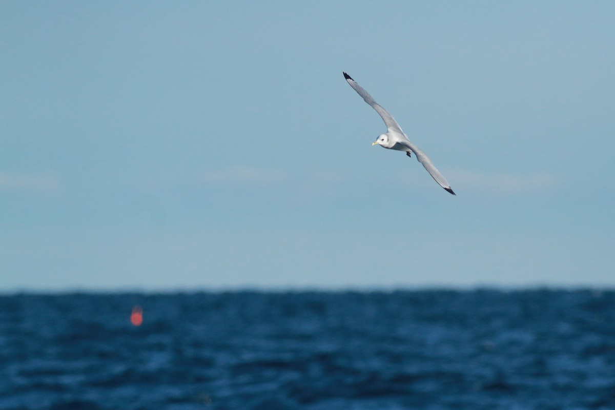 krykkje - ML645912102