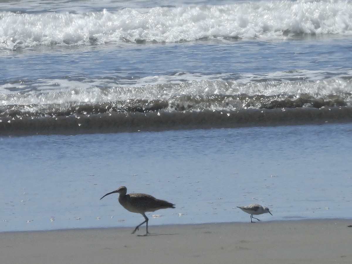 Sanderling - ML645912103