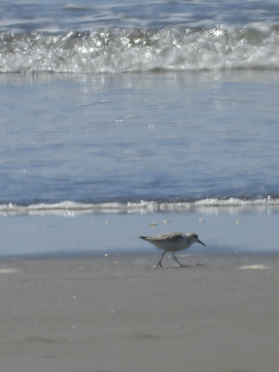 Semipalmated Sandpiper - ML645912105