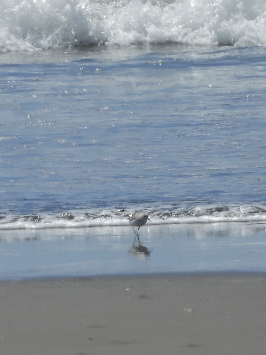 Semipalmated Sandpiper - ML645912106