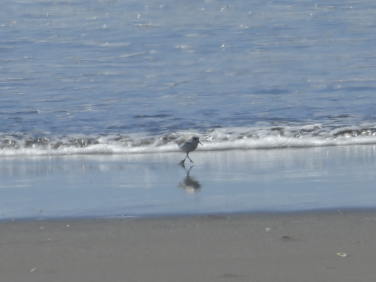Semipalmated Sandpiper - ML645912108