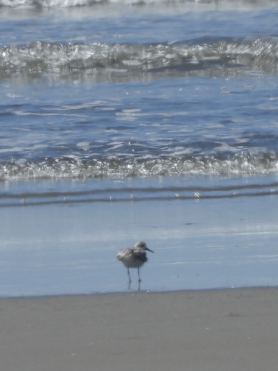 Sanderling - ML645912109